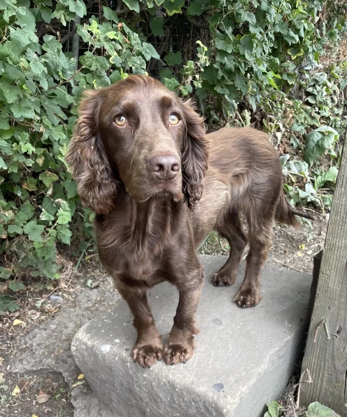Bear, male 3yo Cocker Spaniel for adoption at Spaniel Aid CIO