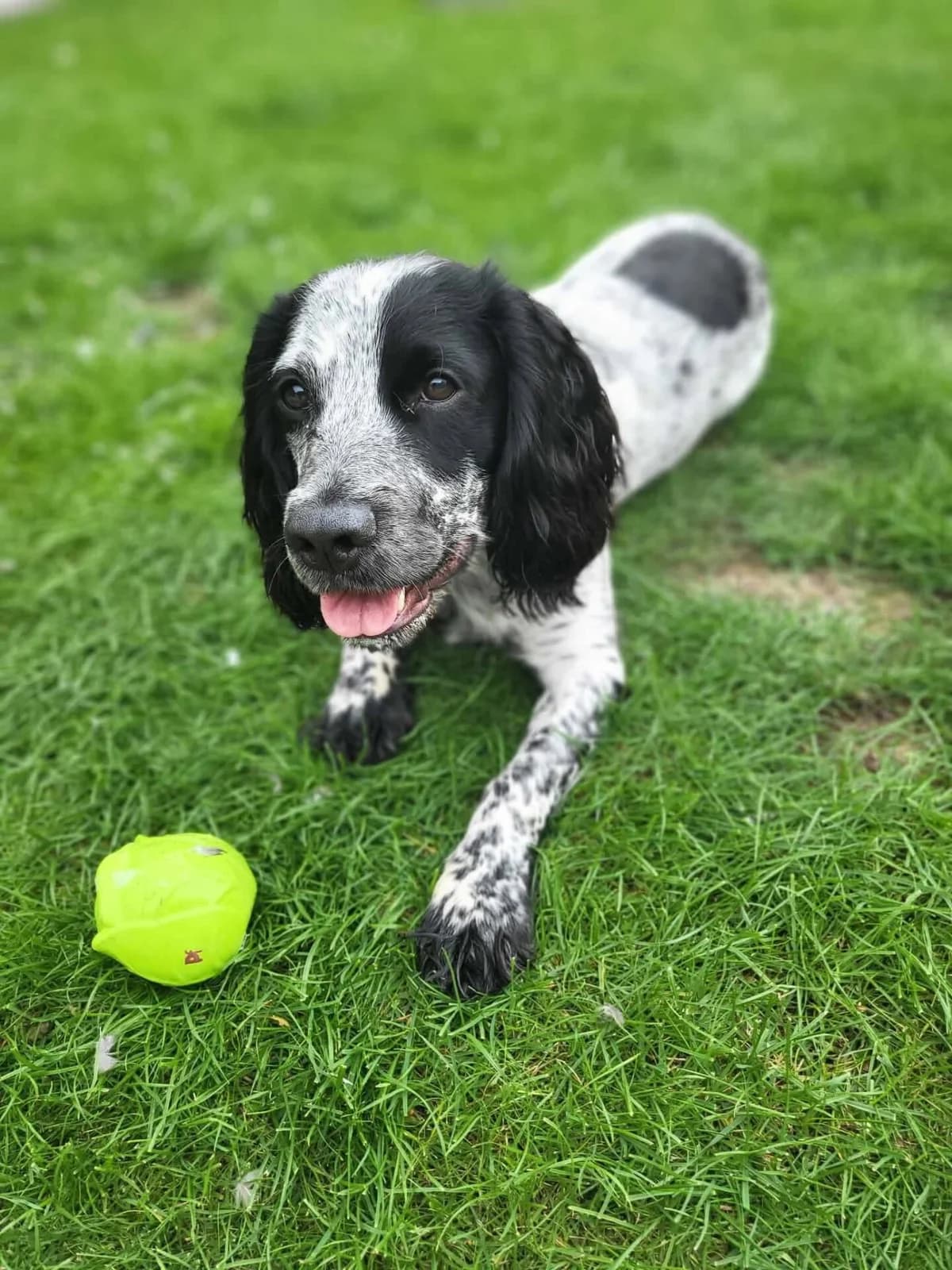 Bertie, male young Cocker Spaniel for adoption at Spaniel Aid CIO