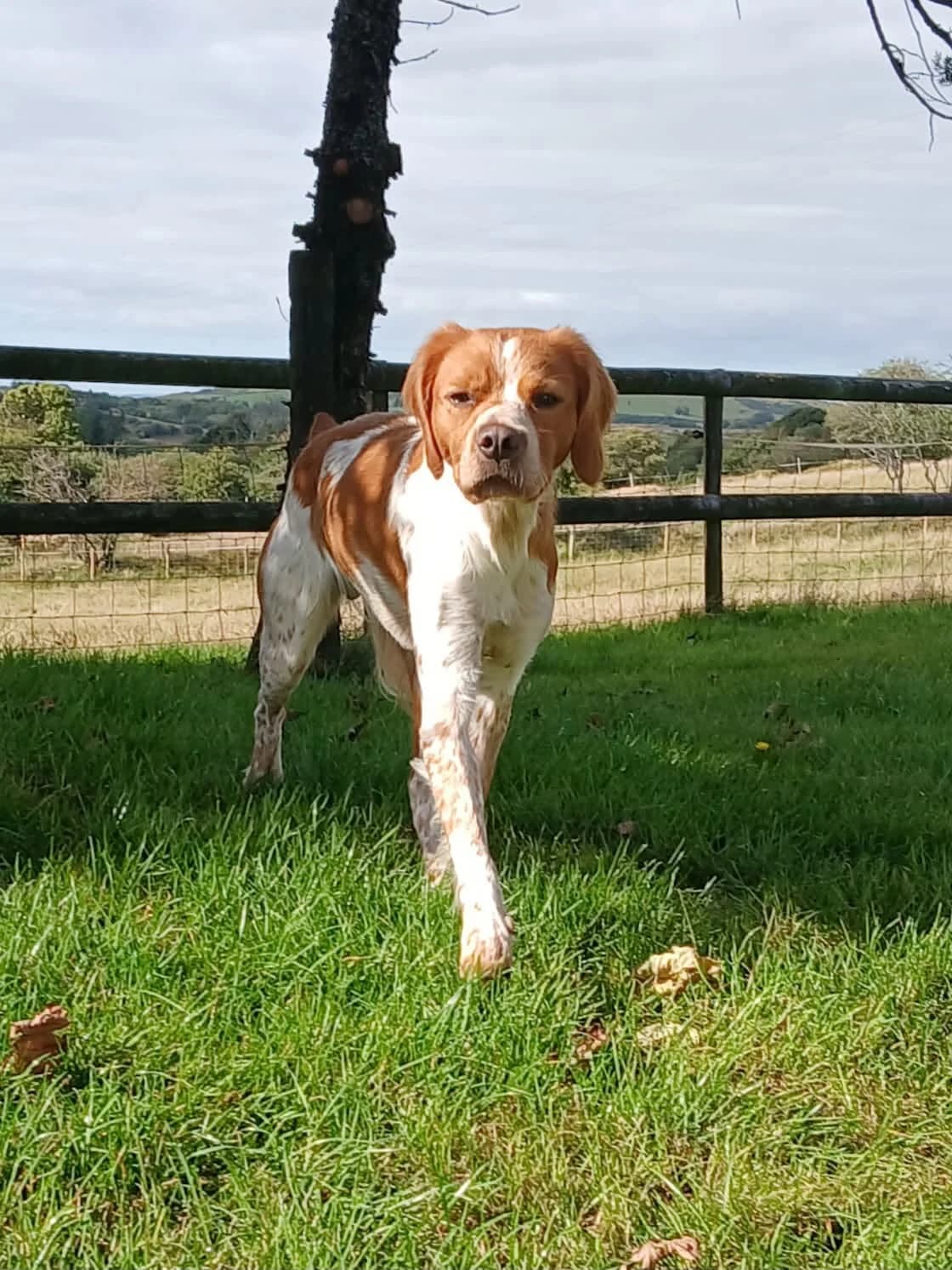 Copper, male young Brittany Spaniel for adoption at Spaniel Aid CIO