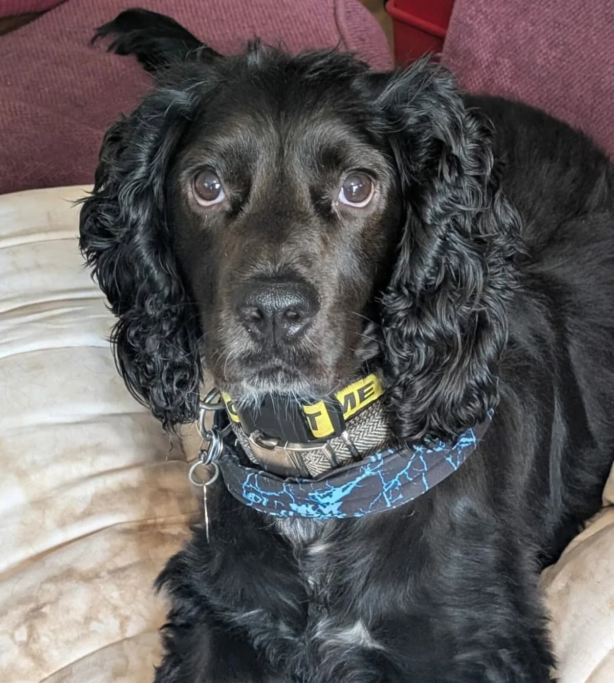 Geronimo SA5628 – foster with view to adopt, male 3yo Cocker Spaniel for adoption at Spaniel Aid CIO