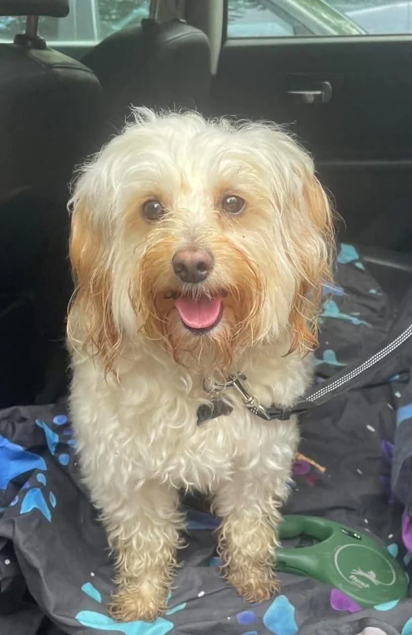 Honey, female 6yo Cockapoo for adoption at Spaniel Aid CIO