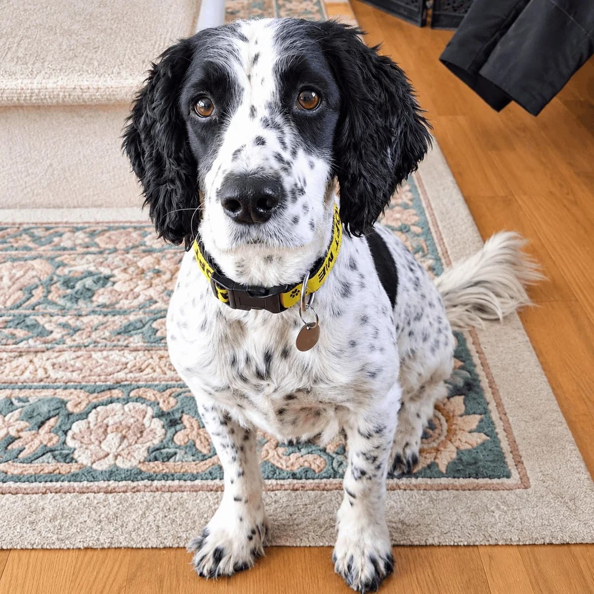 Jagger, male 6yo Cocker Spaniel for adoption at Spaniel Aid CIO
