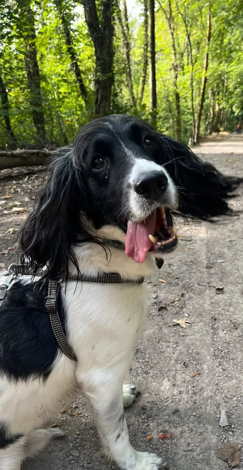 Louie, male 7yo English Springer Spaniel for adoption at Spaniel Aid CIO
