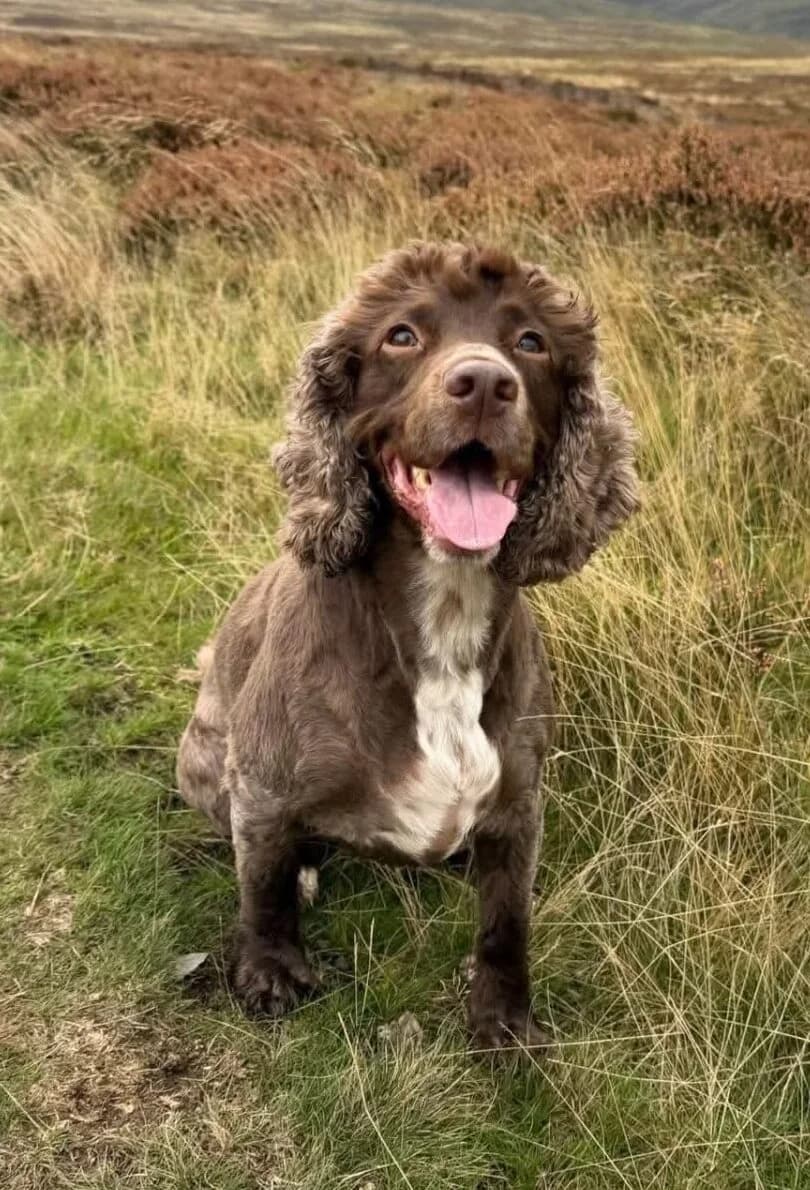 Maple, female 6yo Cocker Spaniel for adoption at Spaniel Aid CIO