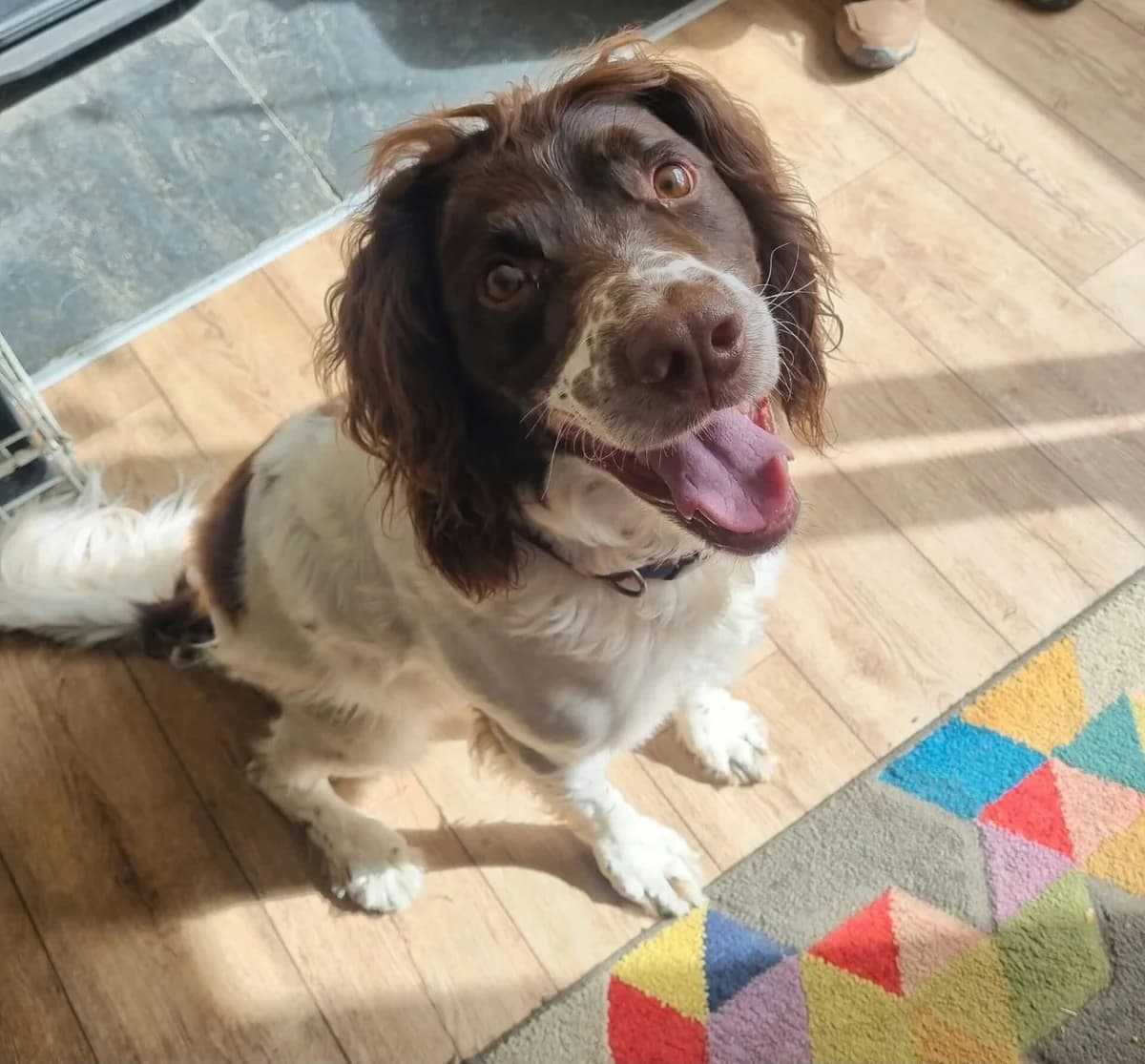Maverick, male senior mixed breed for adoption at Spaniel Aid CIO