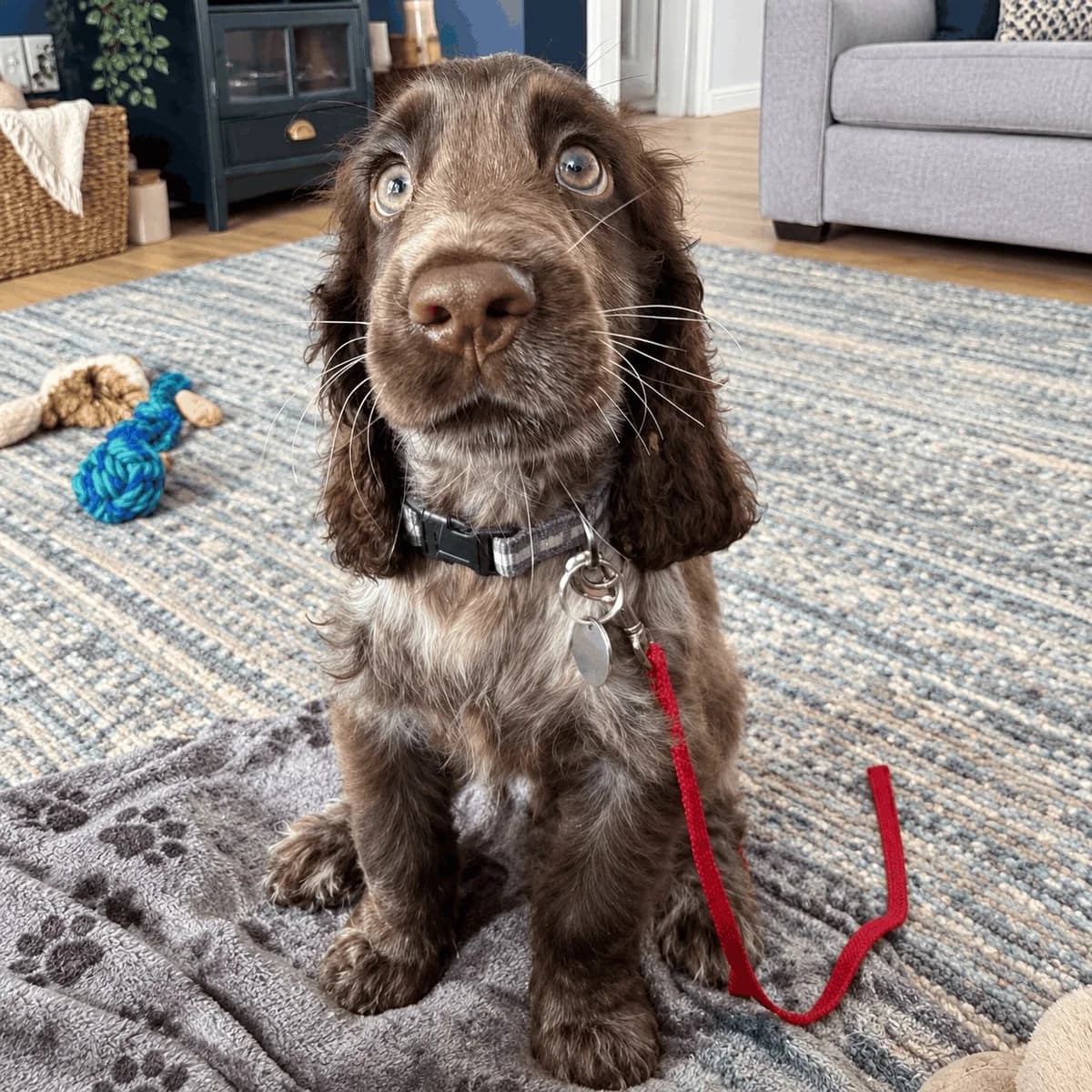 Merlin, male puppy Cocker Spaniel for adoption at Spaniel Aid CIO