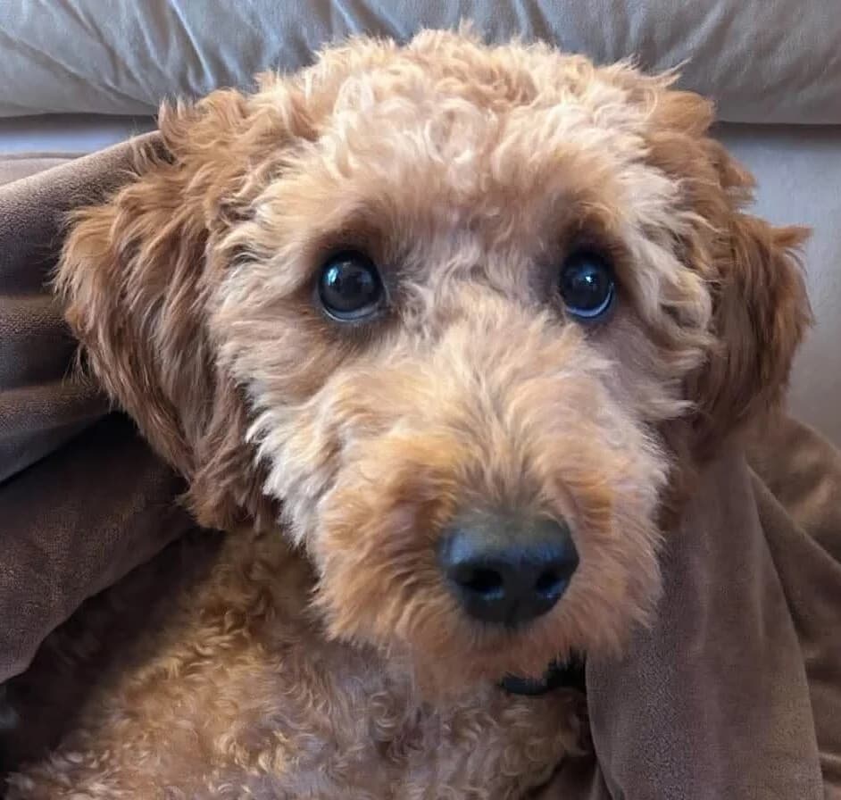 Milo, male puppy Cavapoo for adoption at Spaniel Aid CIO