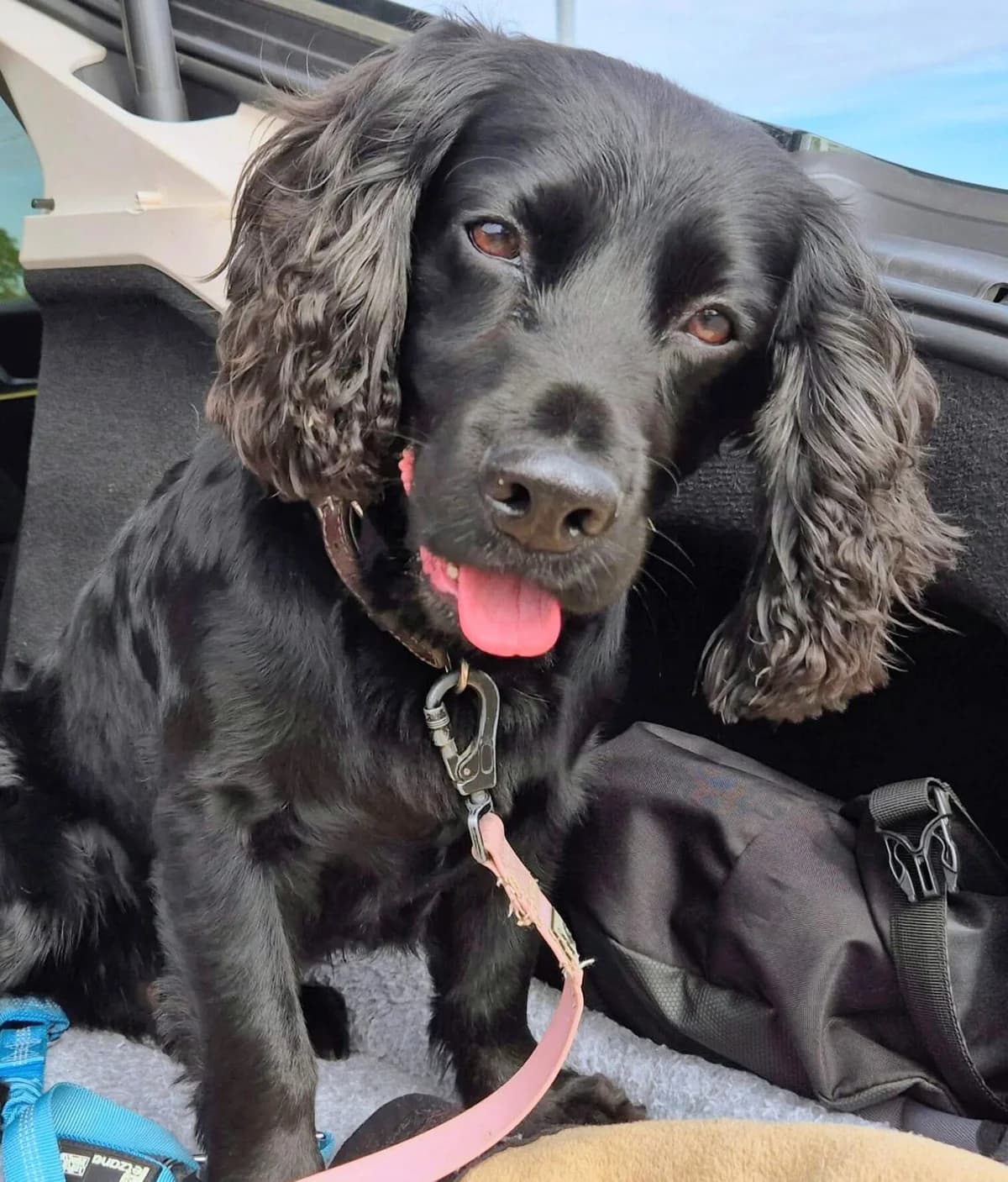 PIP, male Cocker Spaniel for adoption at Spaniel Aid CIO