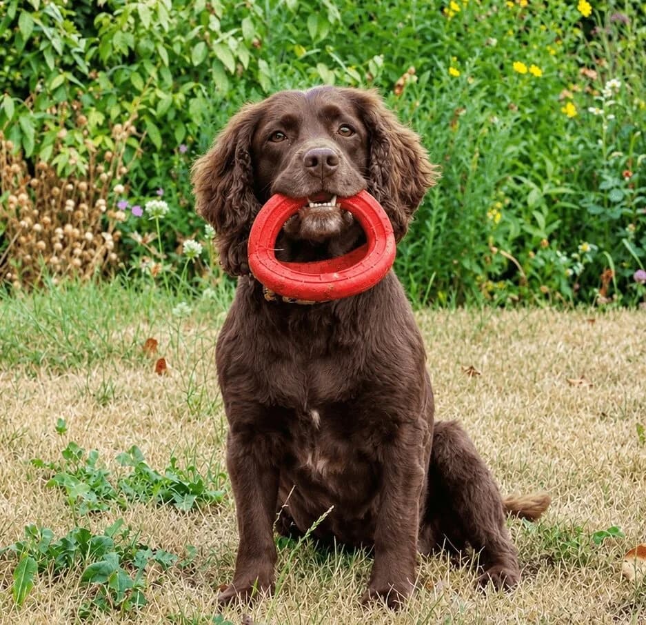 Pippa, female senior Cocker Spaniel for adoption at Spaniel Aid CIO