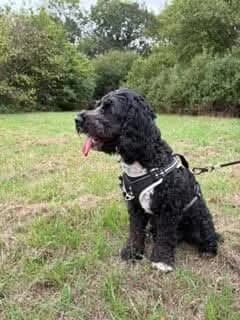 Poe, male 5yo Cockapoo for adoption at Spaniel Aid CIO