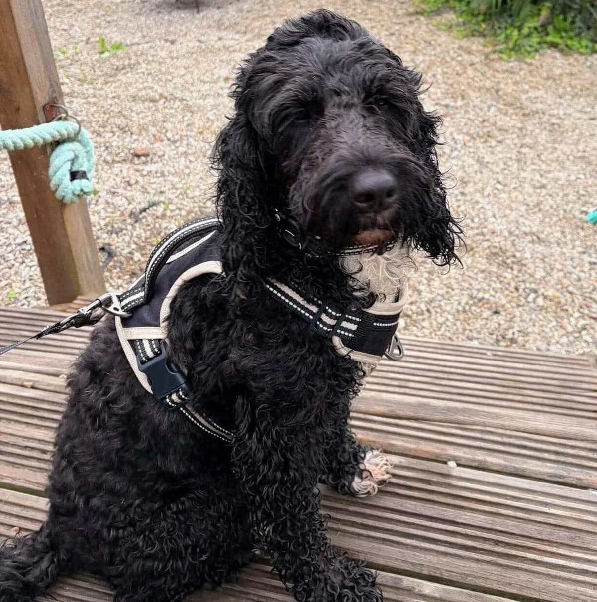 Poe, male 5yo Cockapoo for adoption at Spaniel Aid CIO