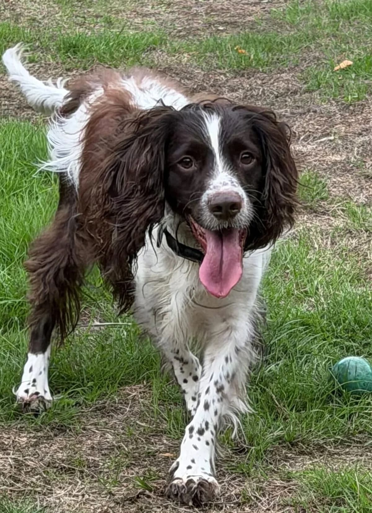 Roscoe, male 3yo Cocker Spaniel for adoption at Spaniel Aid CIO