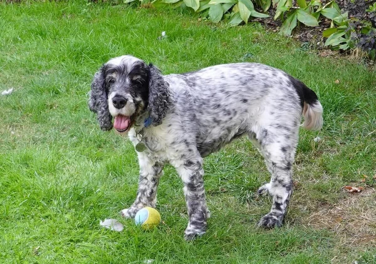 Texas, female senior Cocker Spaniel for adoption at Spaniel Aid CIO