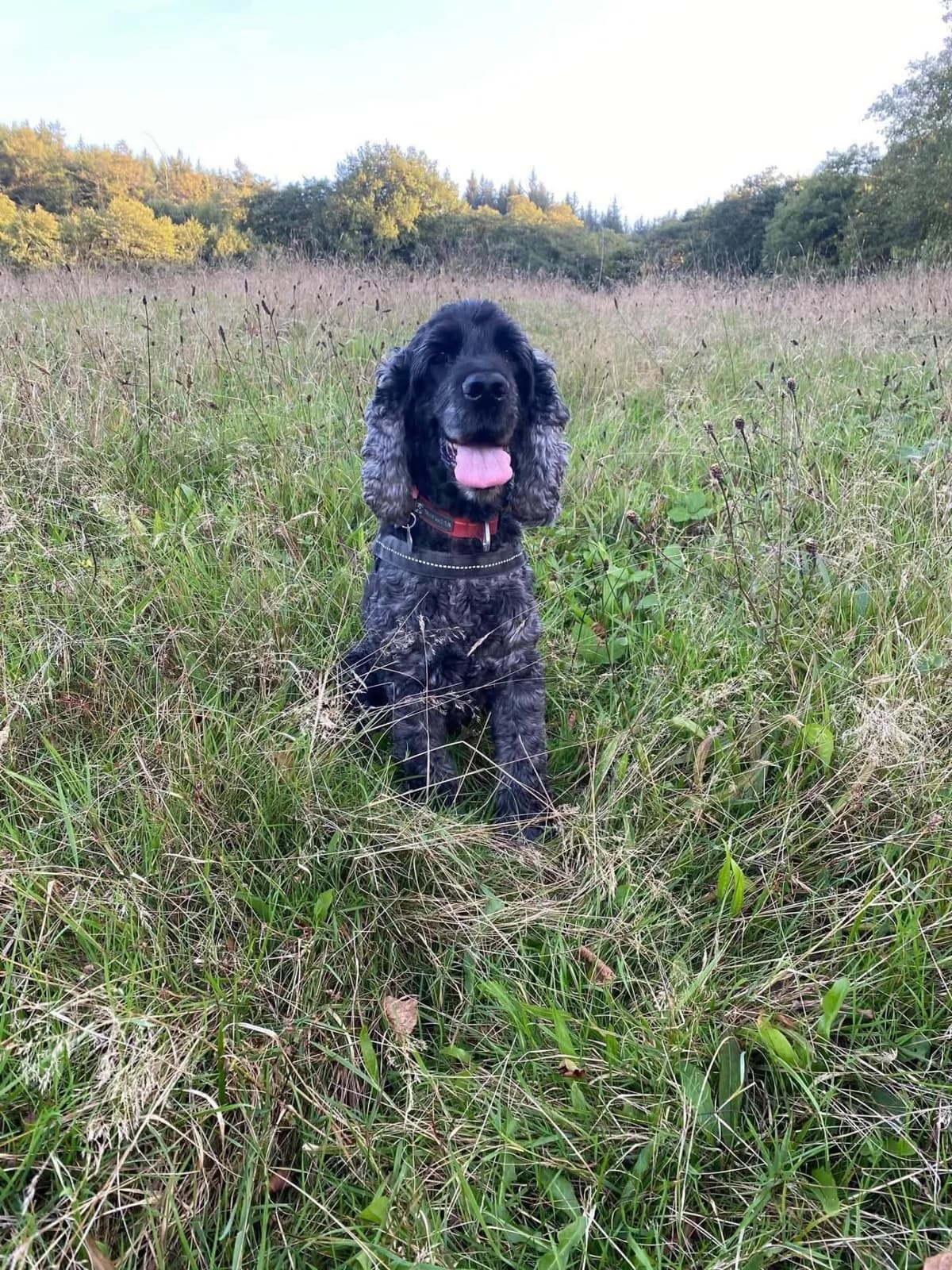 Whisky, male senior Cocker Spaniel for adoption at Spaniel Aid CIO