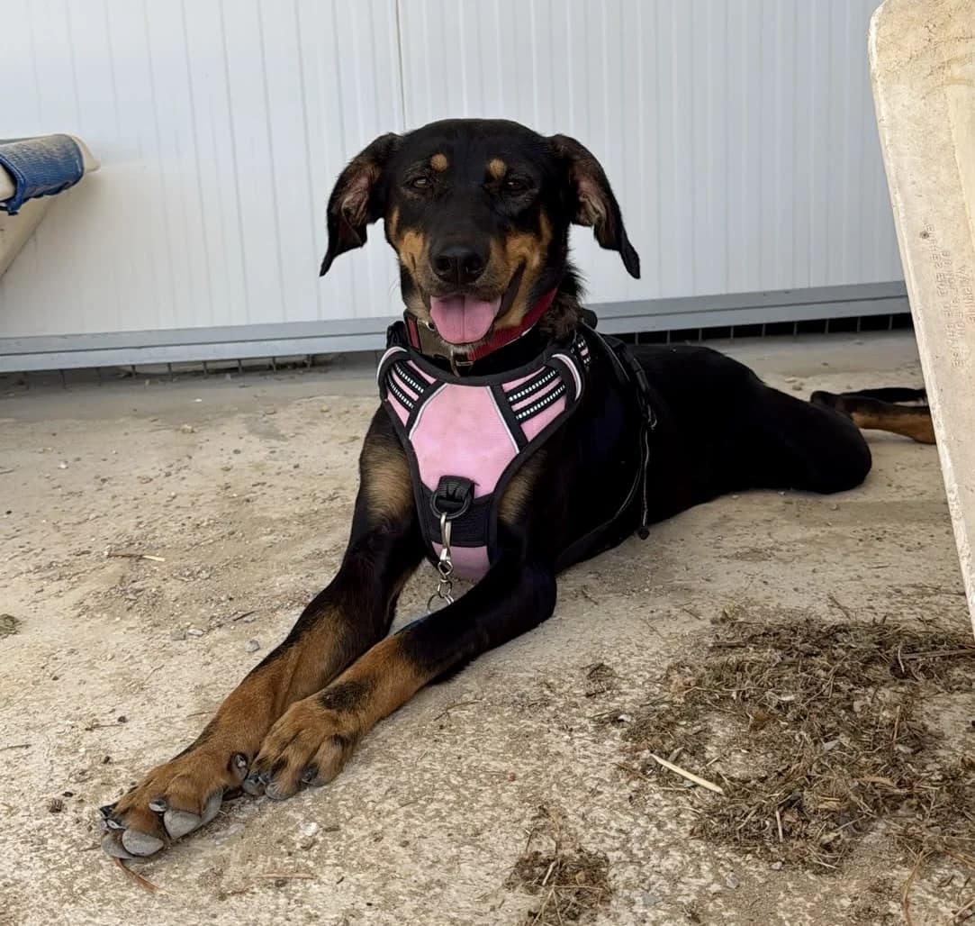 Aqua, female puppy Mixed Breed for adoption at Spanish Stray Dogs UK