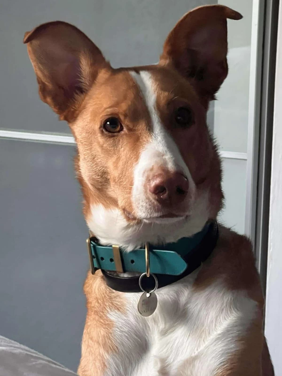 Astro, male 3yo Podenco for adoption at Spanish Stray Dogs UK