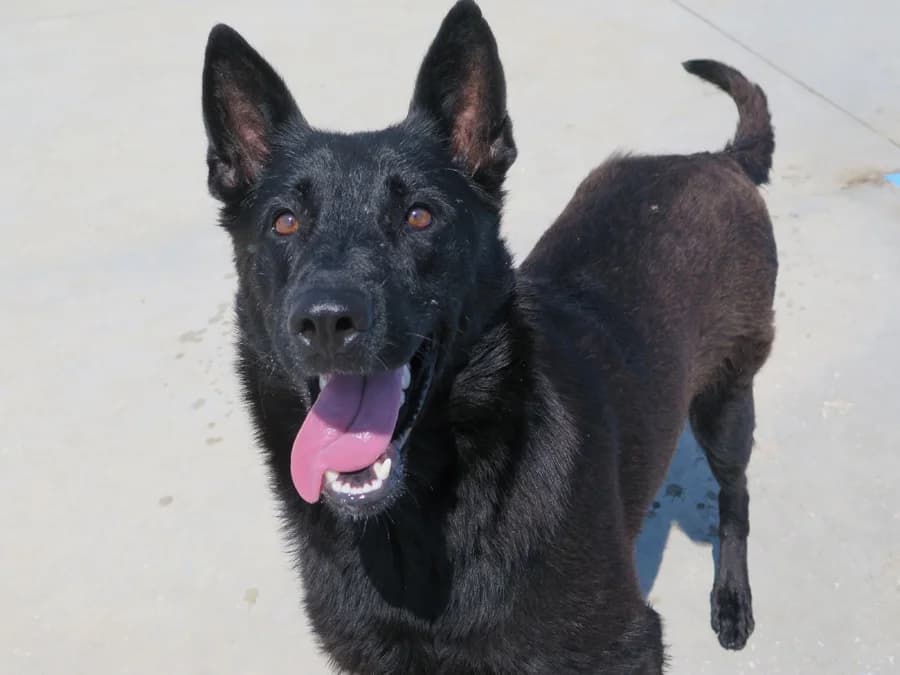 Belcha, female 3yo Belgian Shepherd for adoption at Spanish Stray Dogs UK