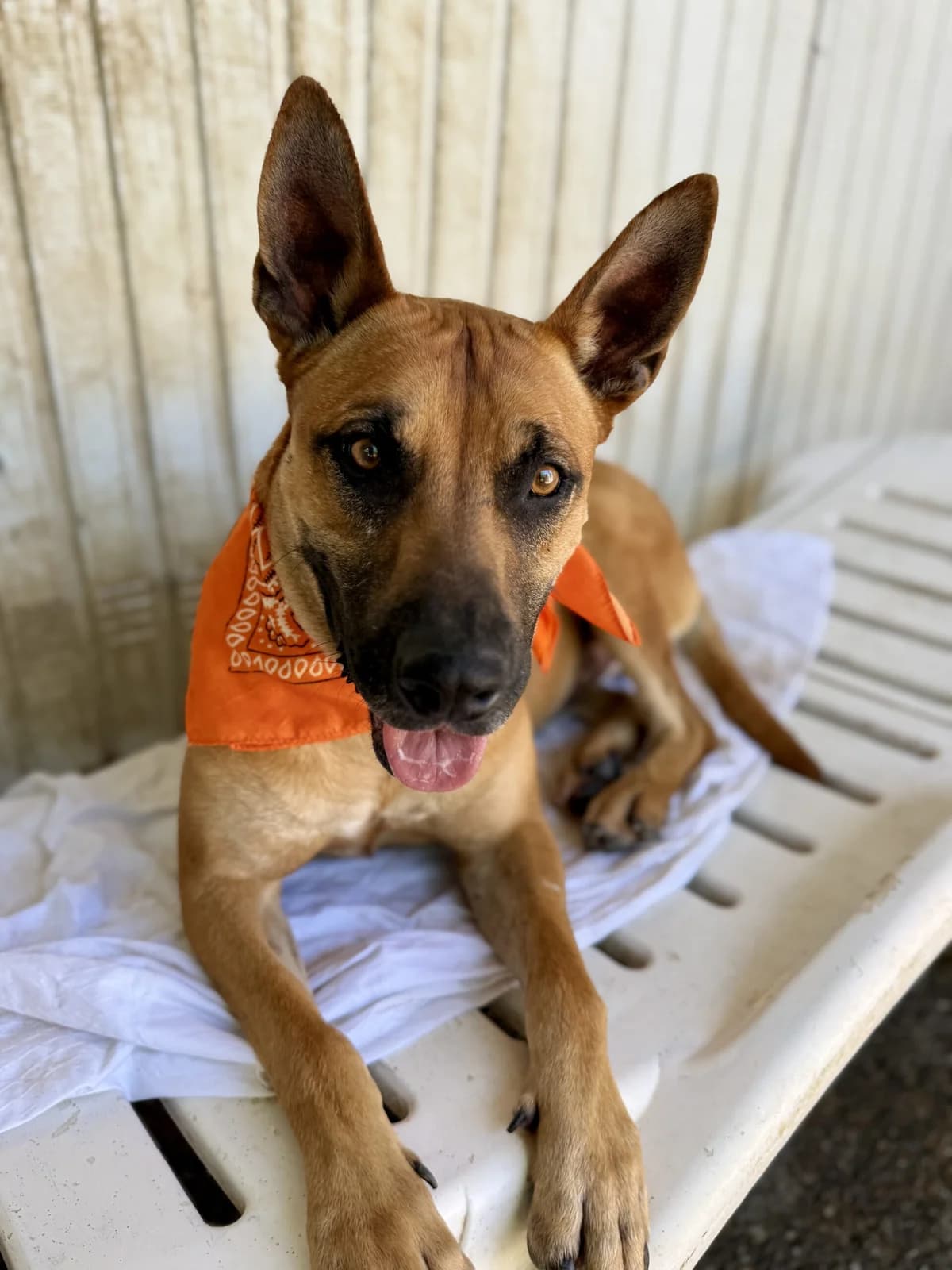 Chauen, male puppy Mixed Breed for adoption at Spanish Stray Dogs UK