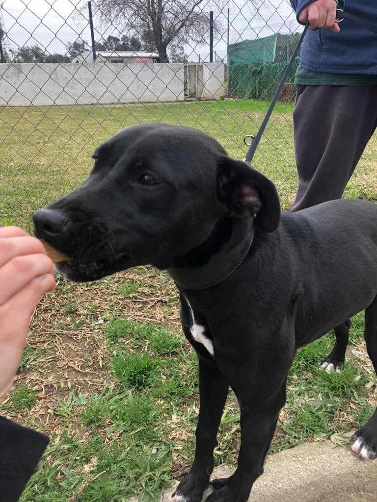 Chloe, female puppy Mixed Breed for adoption at Spanish Stray Dogs UK