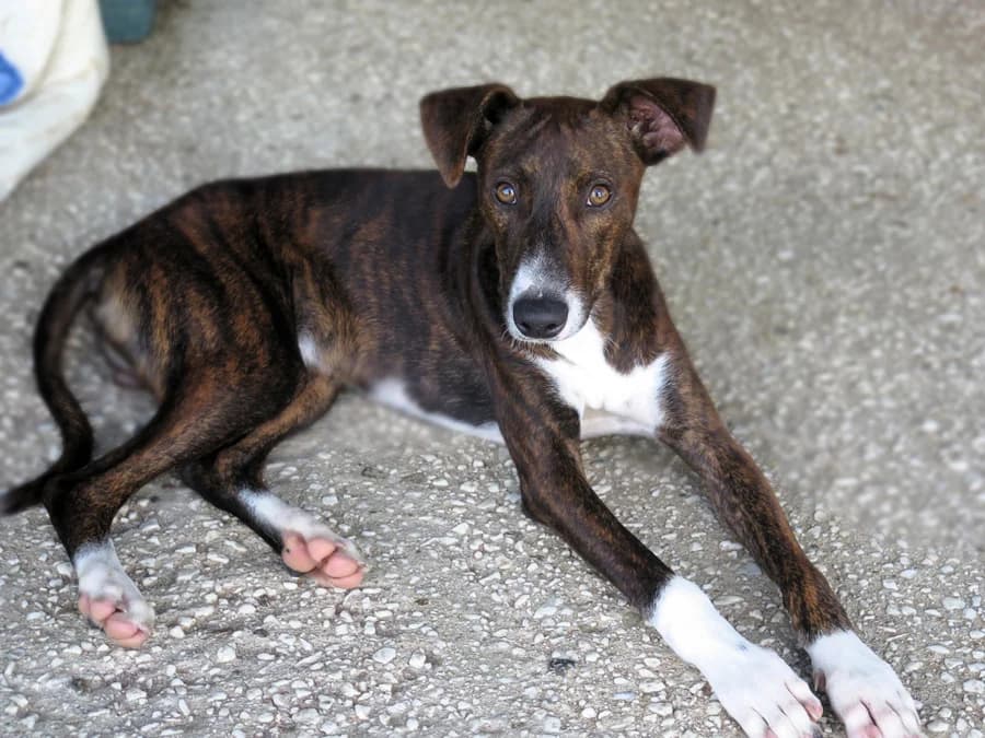 Coffe, male puppy Mixed Breed for adoption at Spanish Stray Dogs UK