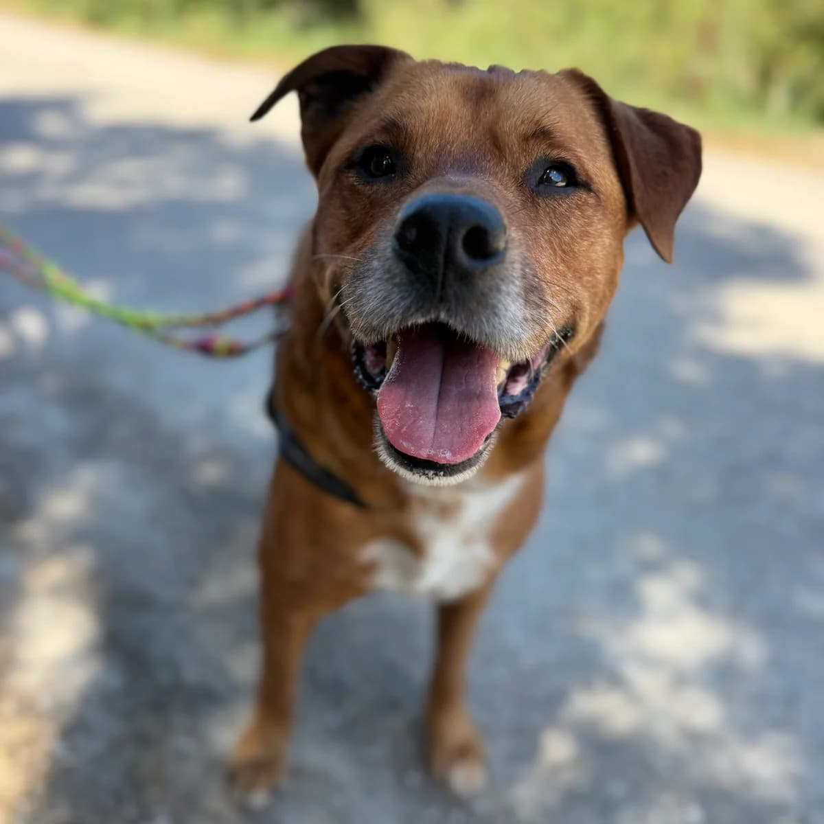 Donovan, male 7yo Mixed Breed for adoption at Spanish Stray Dogs UK