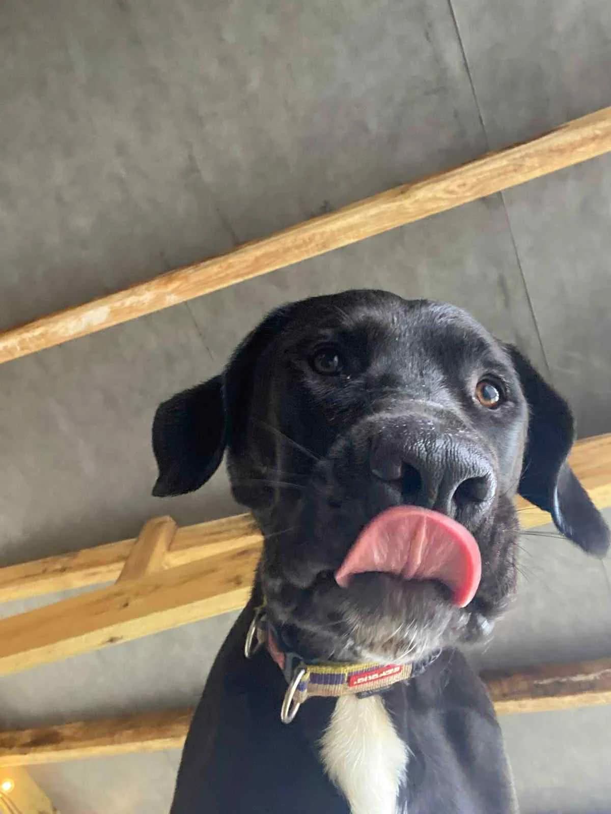 Echo, female 7yo Mixed Breed for adoption at Spanish Stray Dogs UK