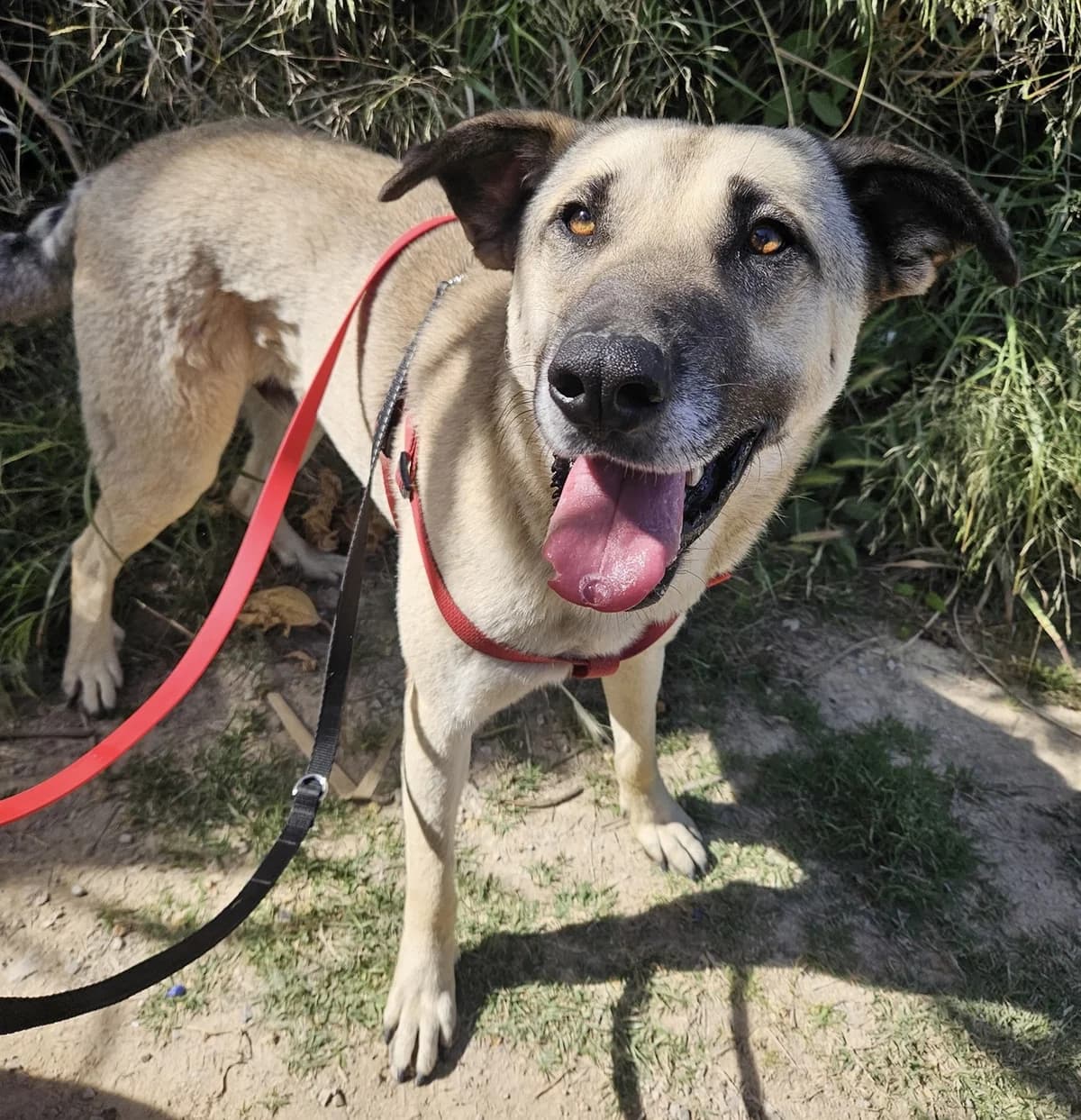 Enzo, male young Mixed Breed for adoption at Spanish Stray Dogs UK