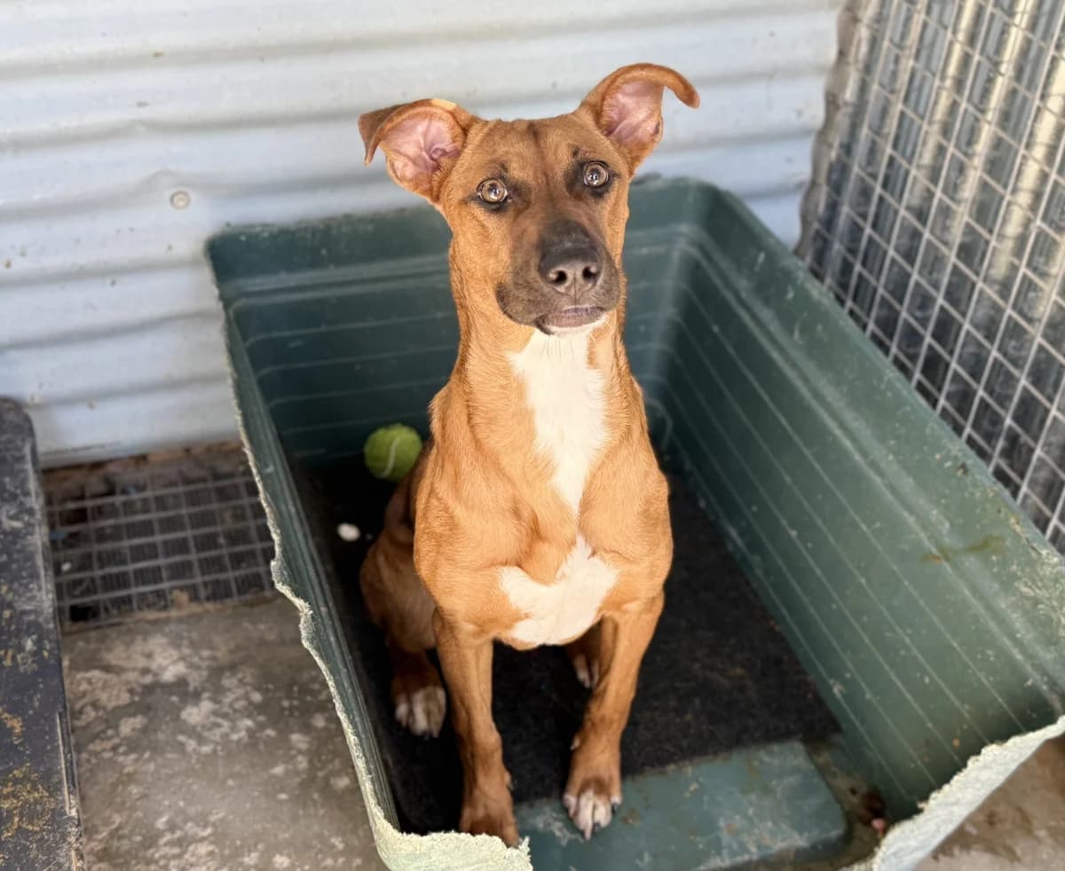 Faraona, female 5yo Mixed Breed for adoption at Spanish Stray Dogs UK