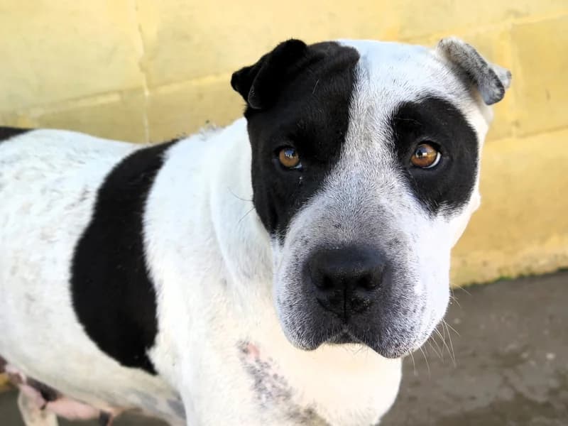 Indira, female 5yo mixed breed for adoption at Spanish Stray Dogs UK