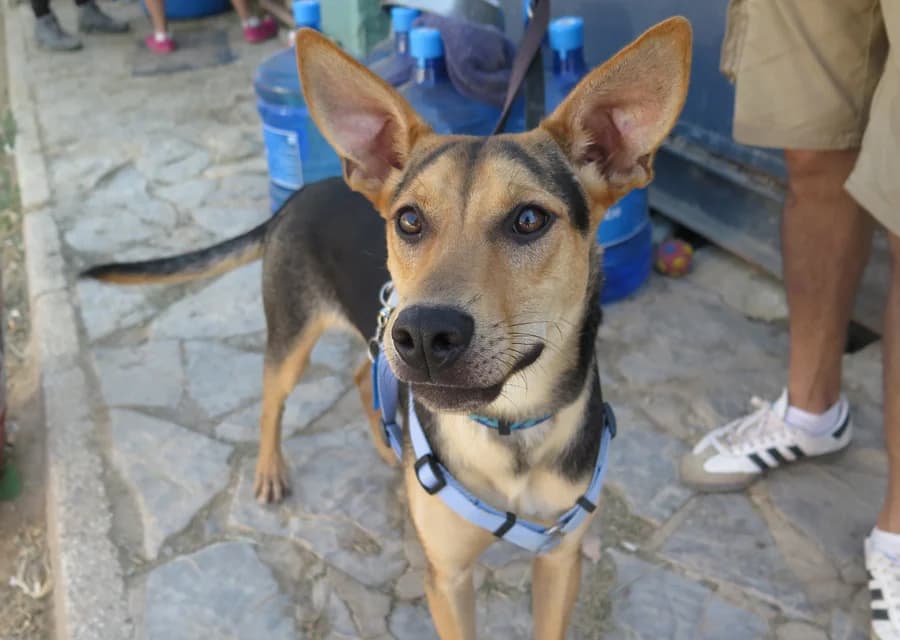 Kino, male puppy Mixed Breed for adoption at Spanish Stray Dogs UK