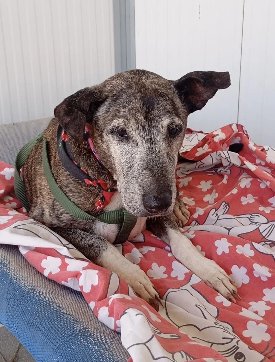 Lola, female senior Mixed Breed for adoption at Spanish Stray Dogs UK