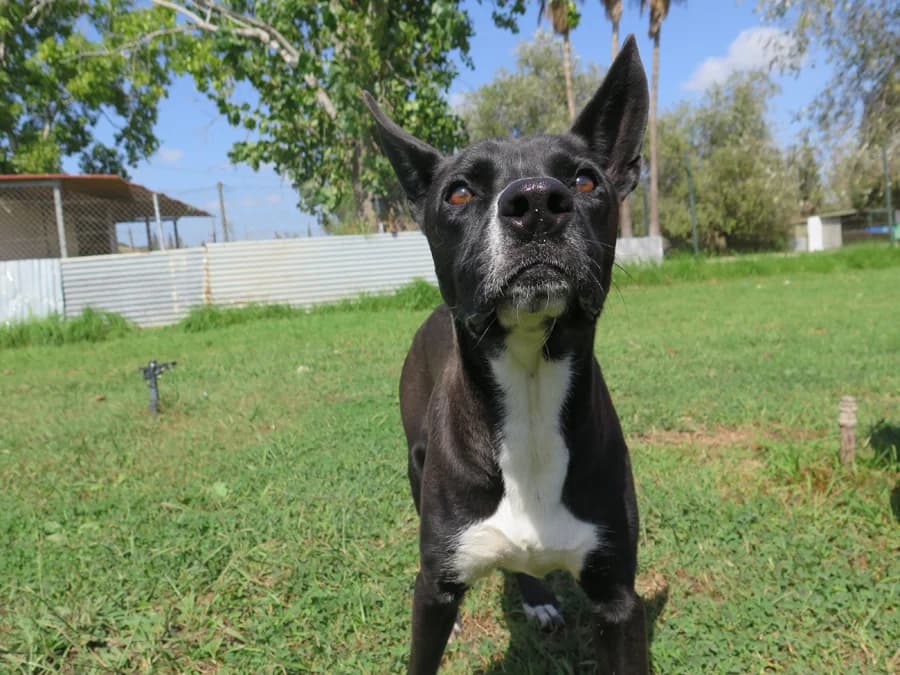 Merrel, male 5yo Mixed Breed for adoption at Spanish Stray Dogs UK