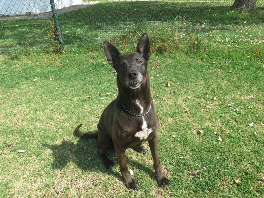 Nai, male senior Mixed Breed for adoption at Spanish Stray Dogs UK