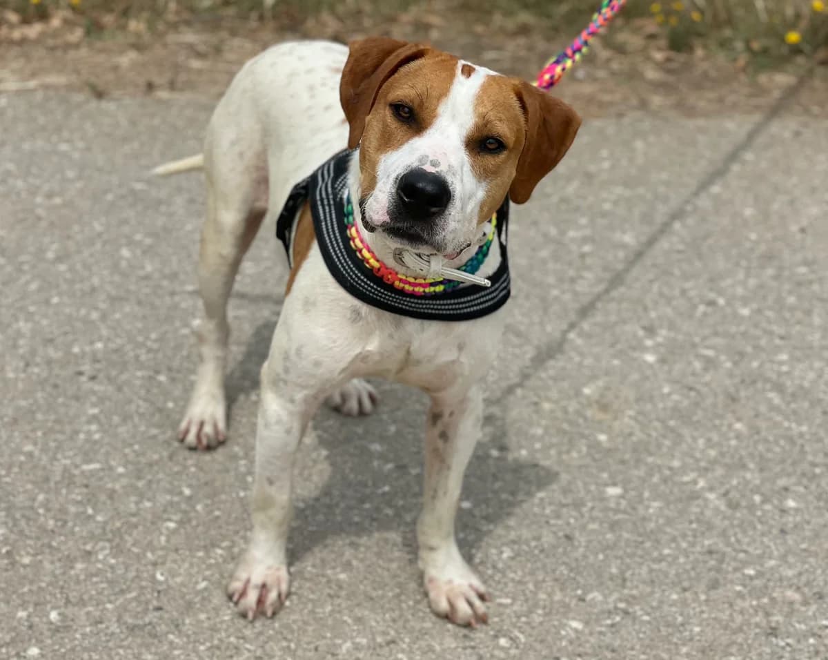 Papi, male young Mixed Breed for adoption at Spanish Stray Dogs UK