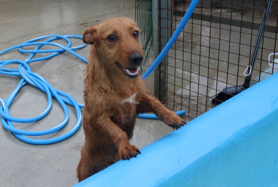 Stefan, male puppy Mixed Breed for adoption at Spanish Stray Dogs UK
