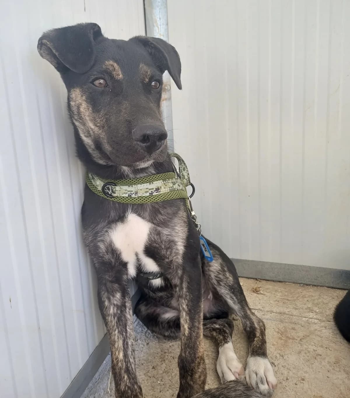Sur, male puppy Mixed Breed for adoption at Spanish Stray Dogs UK