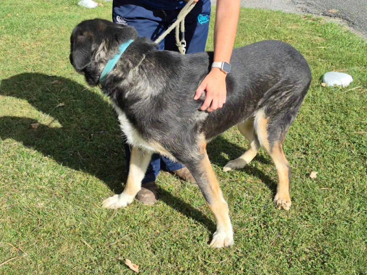 Tom, male 5yo mixed breed for adoption at Spanish Stray Dogs UK