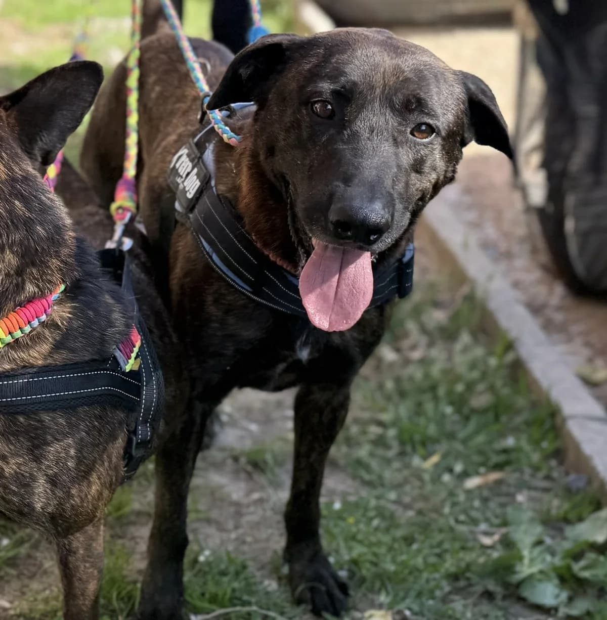 Tristan, male young Mixed Breed for adoption at Spanish Stray Dogs UK