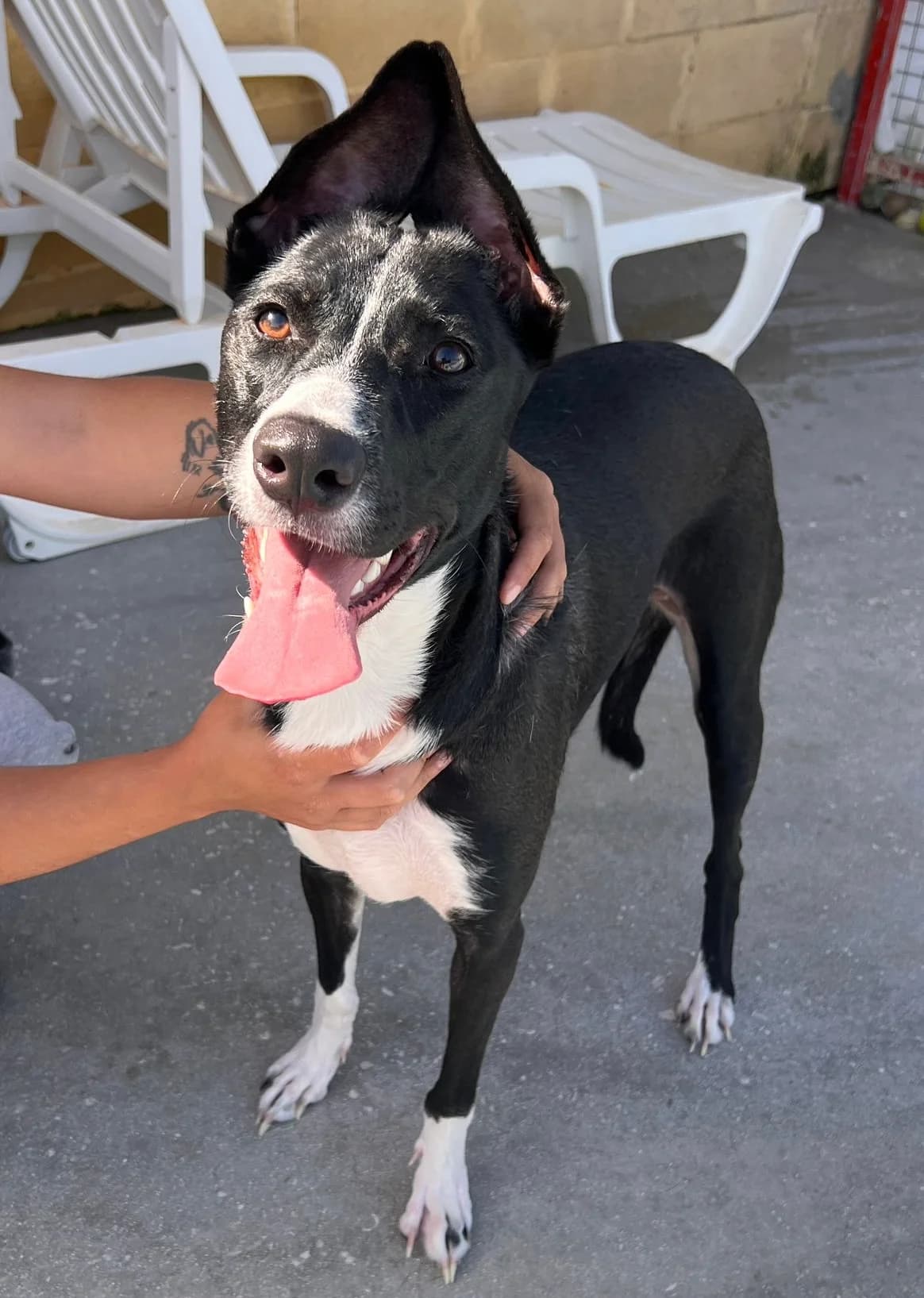 Violeta, female young Mixed Breed for adoption at Spanish Stray Dogs UK