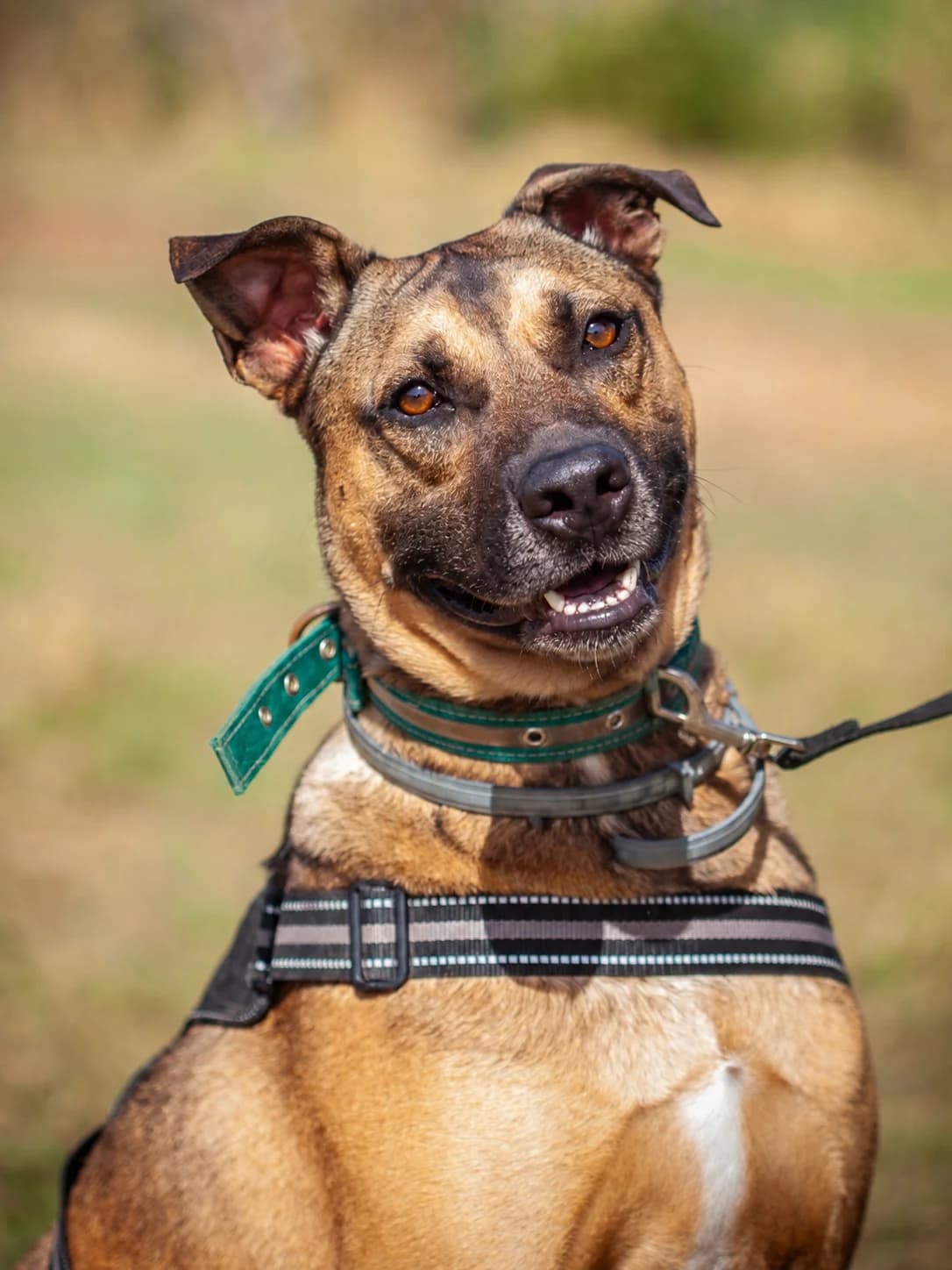 Yogurin, male puppy Mixed Breed for adoption at Spanish Stray Dogs UK