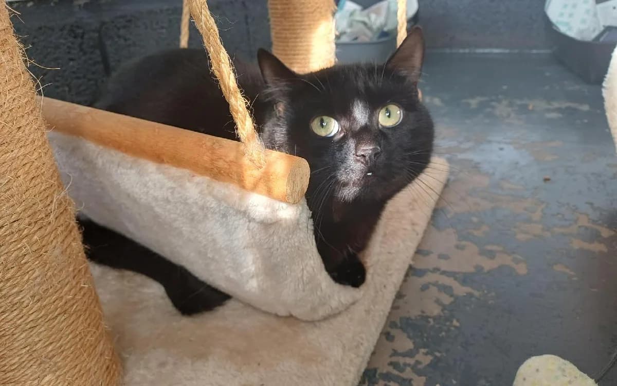 Ozzy, male young Mixed Breed Cat for adoption at SSPCA, Edinburgh
