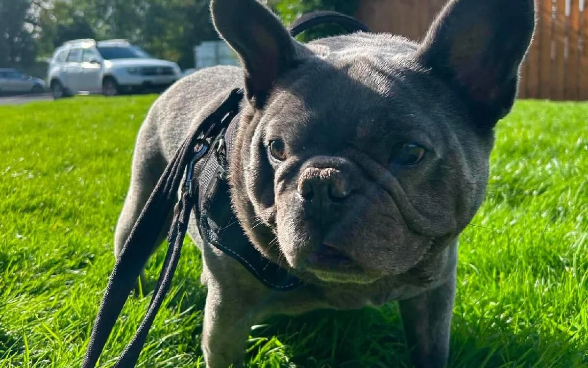 Rocco, male senior English Bulldog for adoption at SSPCA, Edinburgh