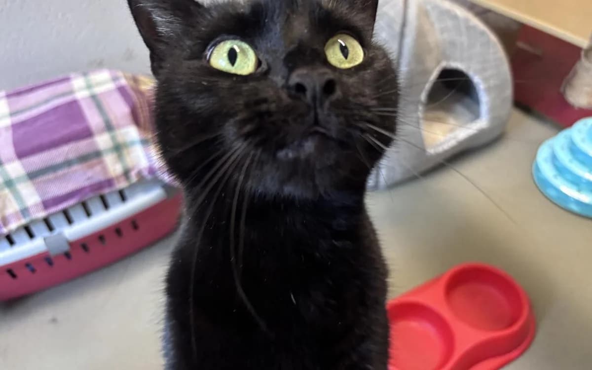 Sagira, female young Mixed Breed Cat for adoption at SSPCA, Edinburgh