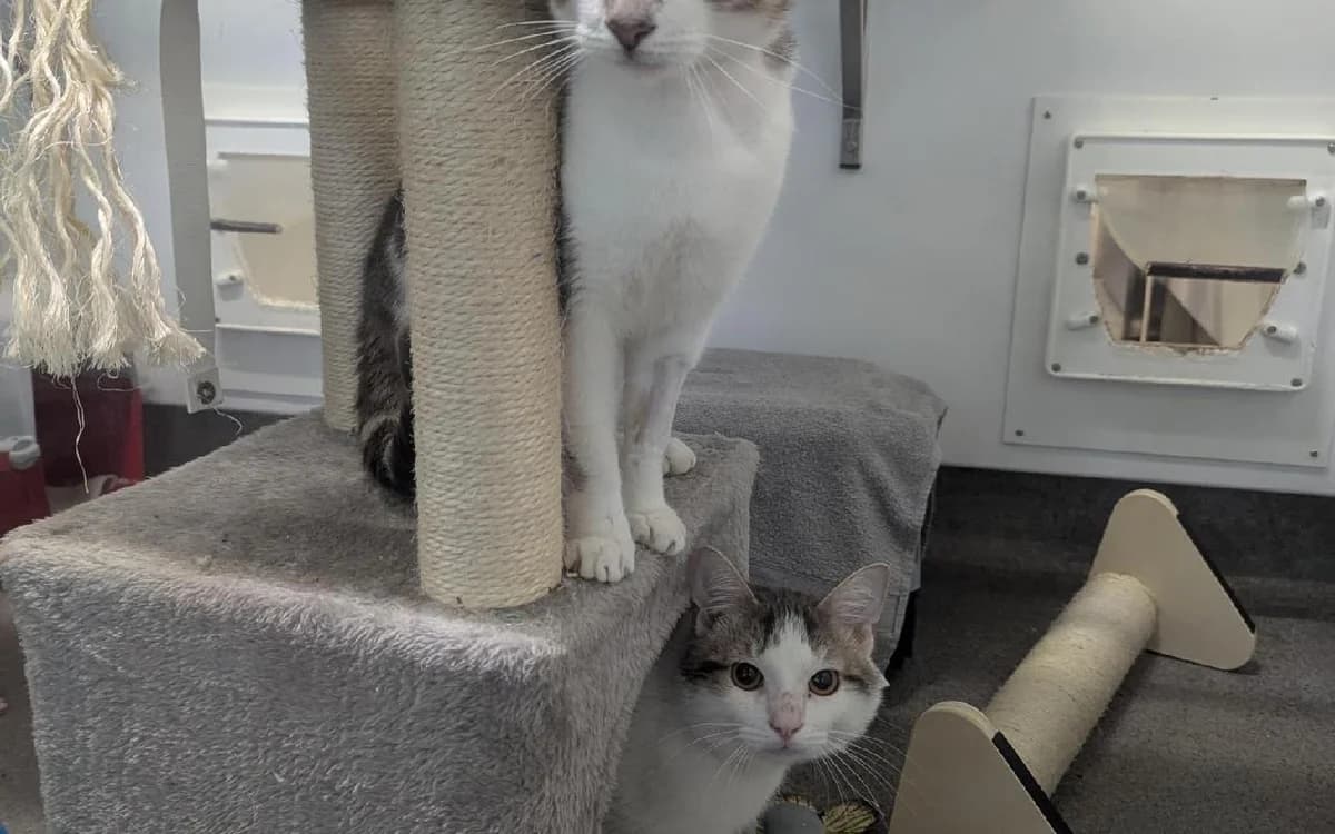 Waldorf & Statler, male young Mixed Breed Cat for adoption at SSPCA, Edinburgh