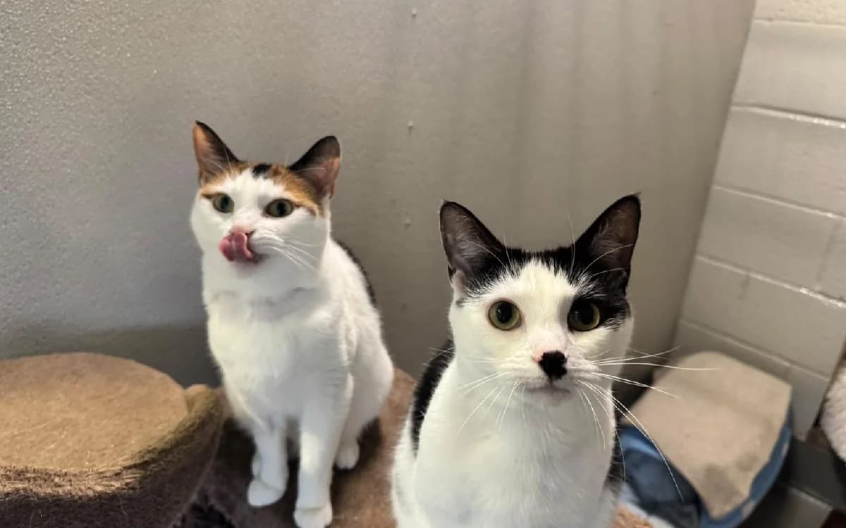 Daisy B&W and Angel, female 4yo Mixed Breed Cat for adoption at SSPCA, Edinburgh