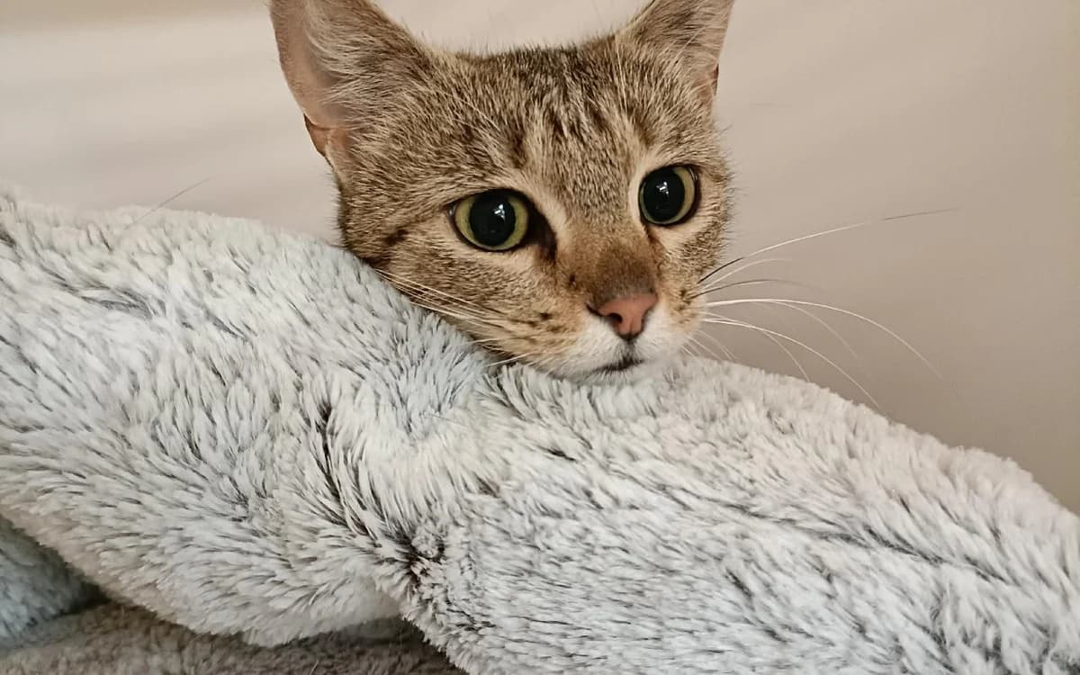 Bluebell, female young Mixed Breed Cat for adoption at SSPCA, Edinburgh