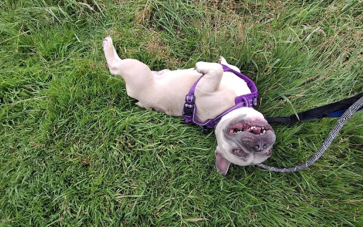 Baloo, male young English Bulldog for adoption at SSPCA, Edinburgh