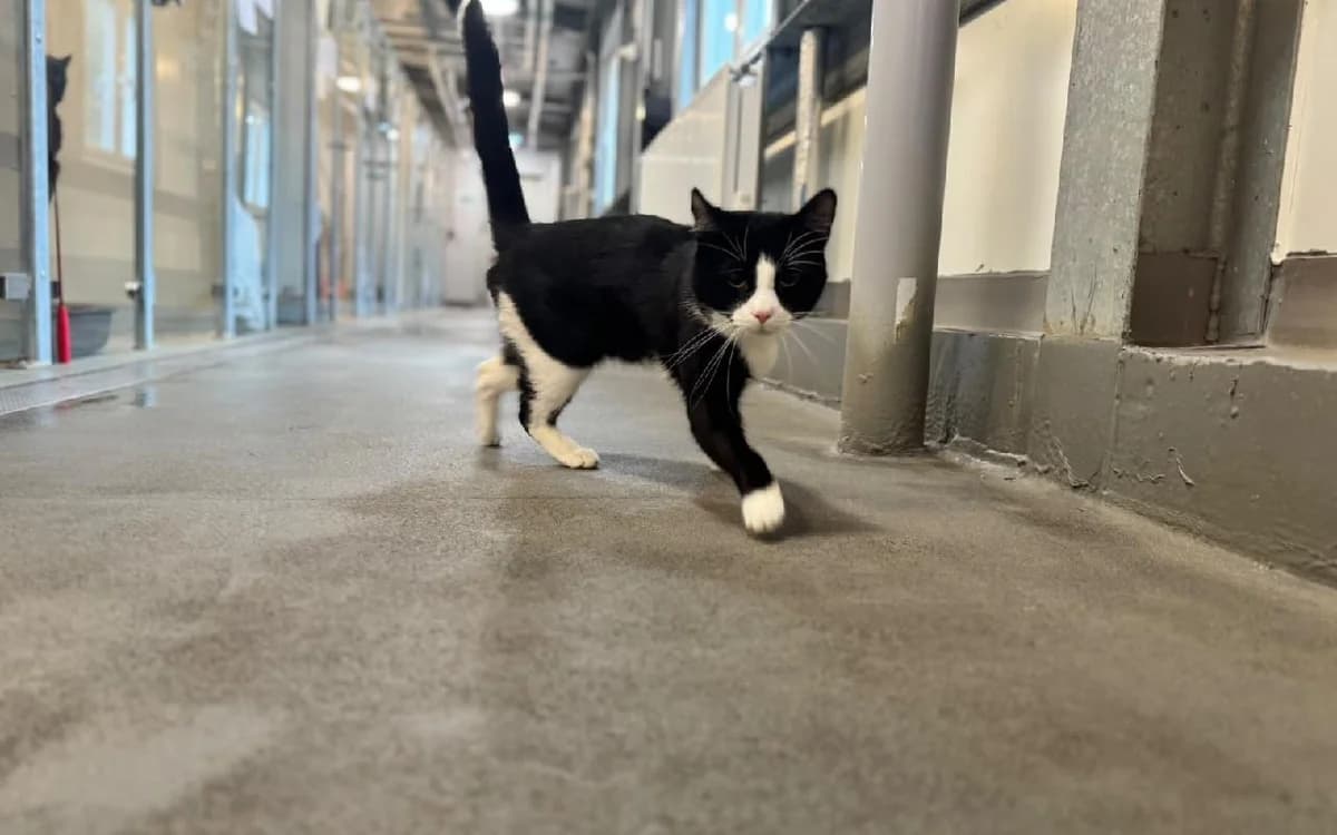 McKlino, male 3yo Mixed Breed Cat for adoption at SSPCA, Edinburgh