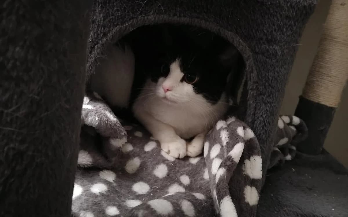 Rhiannon, female puppy Mixed Breed Cat for adoption at SSPCA, Edinburgh