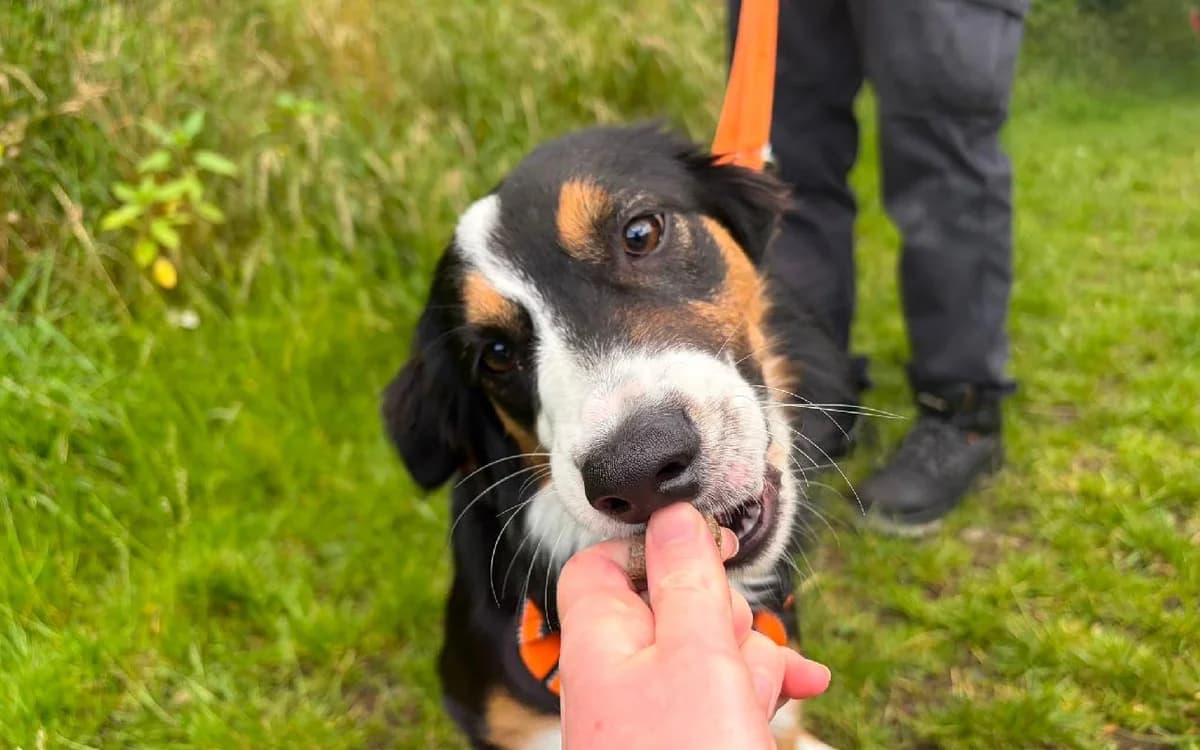 Rumi, female puppy Border Collie for adoption at SSPCA, Edinburgh